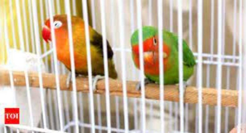 AWBI issued advisers to the country and UTS to prohibit caging from aerial birds