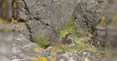 Iceland, home to the most expensive feather treasures in the world