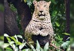 Leopard who 'grabbed toddlers' shooting at Uttarakhand