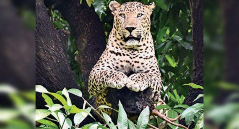Leopard who 'grabbed toddlers' shooting at Uttarakhand