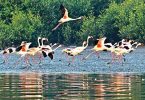 Maharashtra: Proposal for marking Thane Creek as a Ramsar site