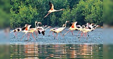 Maharashtra: Proposal for marking Thane Creek as a Ramsar site