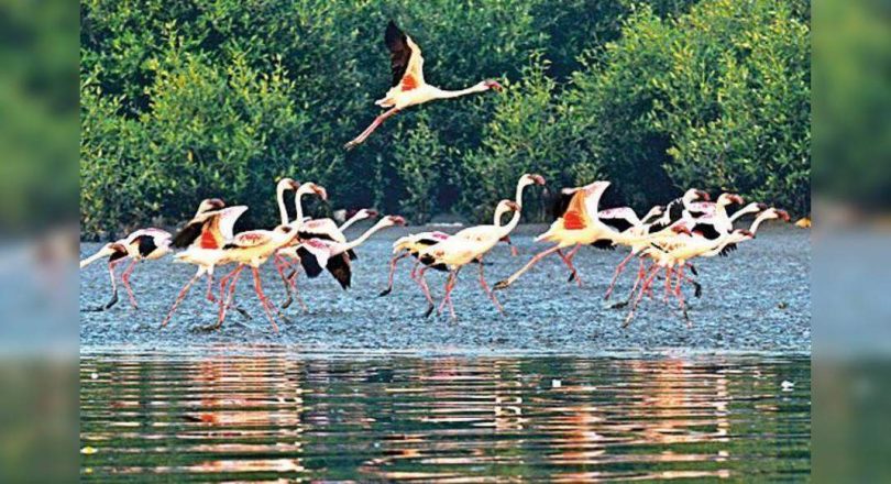 Maharashtra: Proposal for marking Thane Creek as a Ramsar site