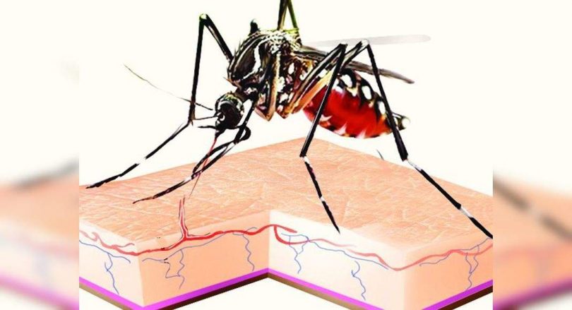 Dengue spread fast, platelets, lack of blood components hitting hompons