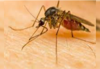 Karnataka: Warning in the Regency to examine the spread of Zika