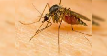 Karnataka: Warning in the Regency to examine the spread of Zika