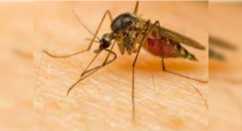 Karnataka: Warning in the Regency to examine the spread of Zika