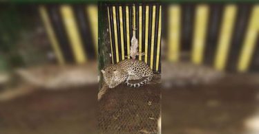 The wrong leopard caught in Saoli, released into the wild