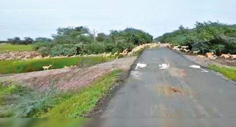 Big herd blackbucks moved inside the national park