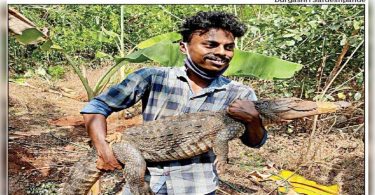 Goa: Because flooding recedes, animal savings receive a series of calls