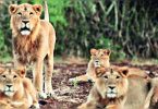 Gujarat to trade 40 lions for Kevadia Menagerie