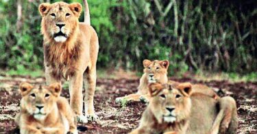 Gujarat to trade 40 lions for Kevadia Menagerie