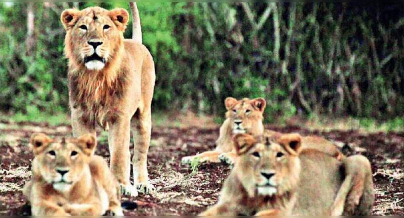 Gujarat to trade 40 lions for Kevadia Menagerie