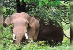 Bid to Radio Collar Wild Elephant was suspended in Mettupalayam as three Kumkis sent for rejuvenation