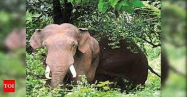 Bid to Radio Collar Wild Elephant was suspended in Mettupalayam as three Kumkis sent for rejuvenation