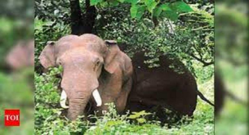 Bid to Radio Collar Wild Elephant was suspended in Mettupalayam as three Kumkis sent for rejuvenation