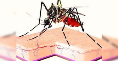 Delhi High Court: How ready you fight dengue fever?