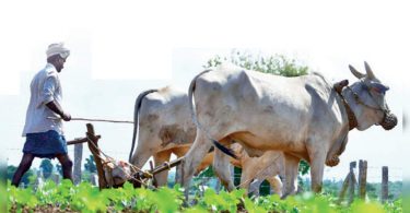 Dip suicide level of Telangana farmers, the lowest in the country