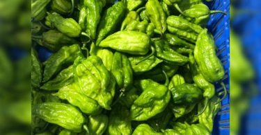 Jhut Jolokia Chili Famous in Nagaland made the road to London
