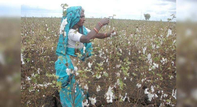 Complaints registered in Amravati Against Crop Insurance Co