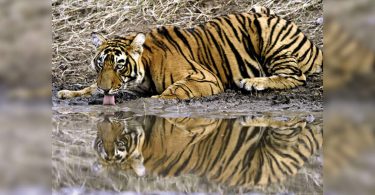 Tamil Nadu: Mudumalai Tiger Reserve the tiger number reaches a saturation point