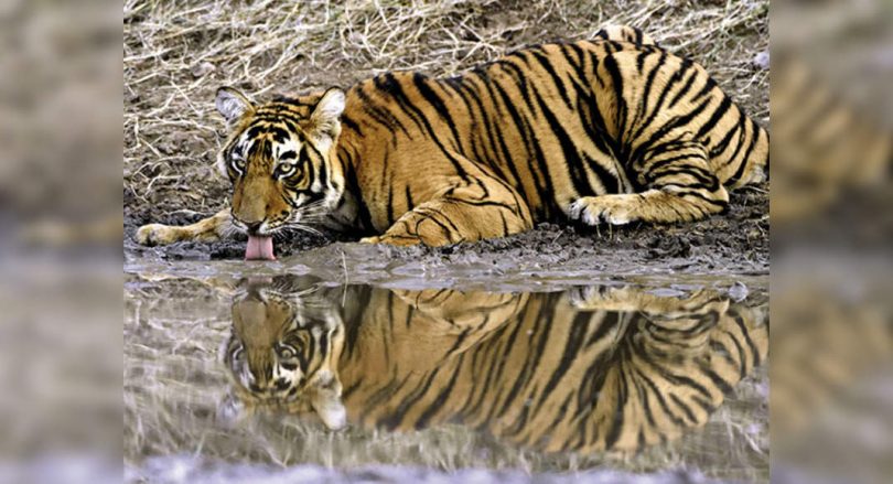 Tamil Nadu: Mudumalai Tiger Reserve the tiger number reaches a saturation point