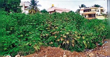 Hubballi: empty sites turn garbage, interesting deviant, pests