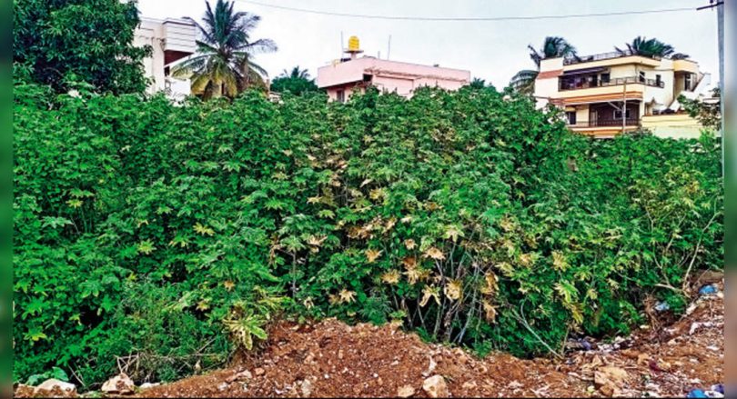 Hubballi: empty sites turn garbage, interesting deviant, pests