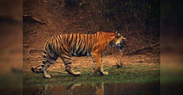 India is committed to ensuring safe habitat for her day: Modi PM