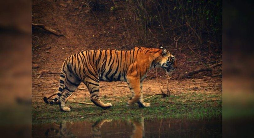 India is committed to ensuring safe habitat for her day: Modi PM