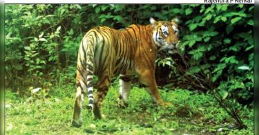 Little progress for conservation of big cats cave