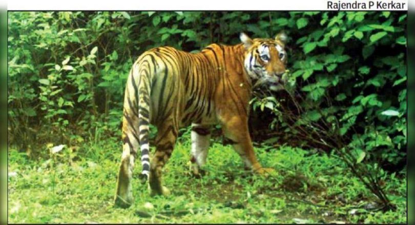 Little progress for conservation of big cats cave