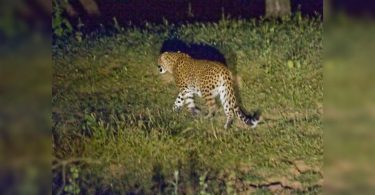 Aurangabad: Leopard looks near Ellora's Cave