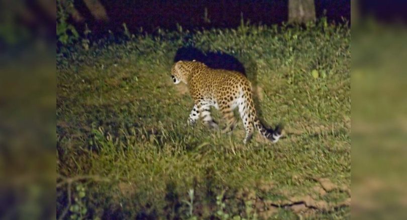 Aurangabad: Leopard looks near Ellora's Cave