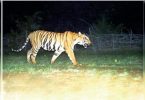 Tadoba officials sighed in relief as 2 Katezari Cubs traced