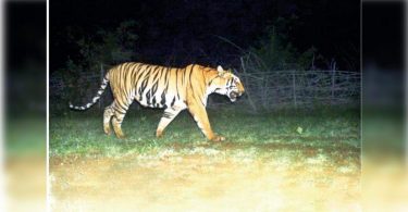Tadoba officials sighed in relief as 2 Katezari Cubs traced