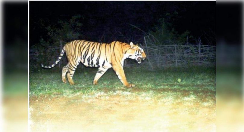 Tadoba officials sighed in relief as 2 Katezari Cubs traced