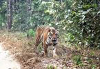 Tiger reserves get ca | Ts.