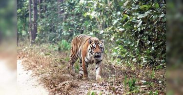 Tiger reserves get ca | Ts.