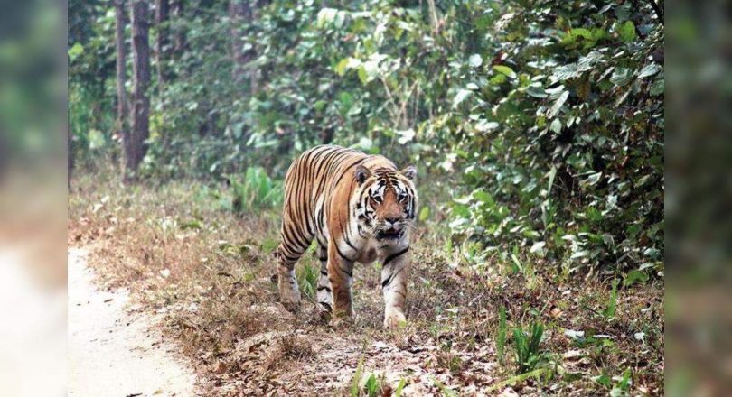 Tiger reserves get ca | Ts.