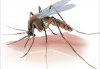 Of the 547 dengue cases in Odisha, 482 from Bhubaneswar