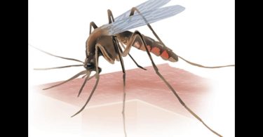 Of the 547 dengue cases in Odisha, 482 from Bhubaneswar
