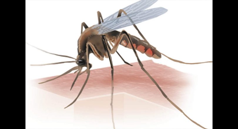 Of the 547 dengue cases in Odisha, 482 from Bhubaneswar