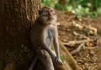 Karnataka: 38 Monkeys found dead in Hassan, suspected poisoning