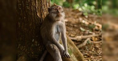 Karnataka: 38 Monkeys found dead in Hassan, suspected poisoning