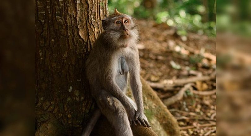 Karnataka: 38 Monkeys found dead in Hassan, suspected poisoning
