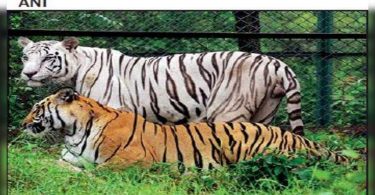 Rajasthan CM: Large cat protection is Paramount for the Government