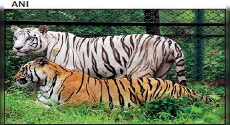 Rajasthan CM: Large cat protection is Paramount for the Government