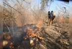 More than 3 lakh Lansel forest fires are recorded since November 2020: Government