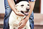 GHMC to hunt for illegal dog farmers